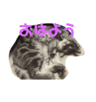 かわいい猫です（個別スタンプ：4）