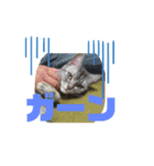 かわいい猫です（個別スタンプ：5）