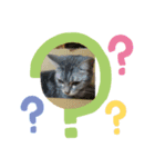 かわいい猫です（個別スタンプ：6）