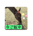 鹿(塩対応)（個別スタンプ：3）