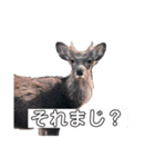 鹿(塩対応)（個別スタンプ：5）