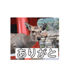 鹿(塩対応)（個別スタンプ：6）