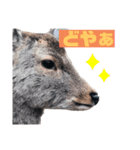 鹿(塩対応)（個別スタンプ：7）