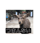 鹿(塩対応)（個別スタンプ：8）