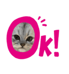 おねこのダリル（個別スタンプ：1）