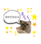 おねこのダリル（個別スタンプ：5）