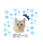 おねこのダリル（個別スタンプ：6）