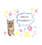 おねこのダリル（個別スタンプ：8）