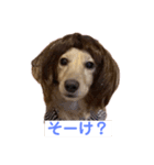 マメキラだっぺ兄妹②（個別スタンプ：6）