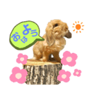 アメファジスタンプ（個別スタンプ：2）