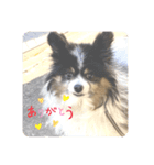 タビー（個別スタンプ：3）