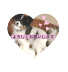 タビー（個別スタンプ：5）