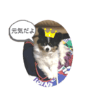 タビー（個別スタンプ：6）