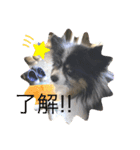 タビー（個別スタンプ：7）