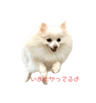 ぽめらにあんのテキトーすたんぷ（個別スタンプ：2）