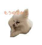 ぽめらにあんのテキトーすたんぷ（個別スタンプ：7）