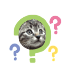 ねこのトムくん（個別スタンプ：5）