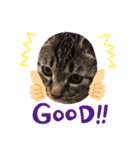 ねこのトムくん（個別スタンプ：6）