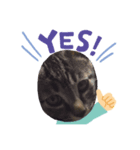 ねこのトムくん（個別スタンプ：7）
