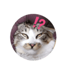 顔やばいねこちゃぁん（個別スタンプ：3）