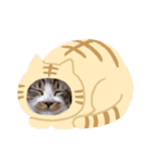 顔やばいねこちゃぁん（個別スタンプ：6）