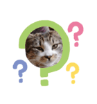 顔やばいねこちゃぁん（個別スタンプ：7）