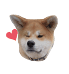 秋田犬 尊（たける）（個別スタンプ：1）