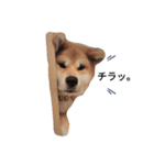 秋田犬 尊（たける）（個別スタンプ：2）