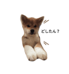 秋田犬 尊（たける）（個別スタンプ：3）