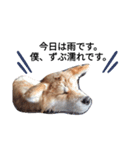 秋田犬 尊（たける）（個別スタンプ：4）