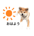秋田犬 尊（たける）（個別スタンプ：5）
