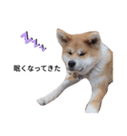 秋田犬 尊（たける）（個別スタンプ：6）