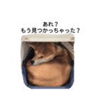 秋田犬 尊（たける）（個別スタンプ：7）