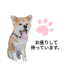 秋田犬 尊（たける）（個別スタンプ：8）