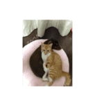 家の犬猫（個別スタンプ：1）