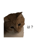 家の犬猫（個別スタンプ：2）