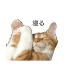 家の犬猫（個別スタンプ：3）