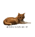 家の犬猫（個別スタンプ：4）