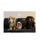 家の犬猫（個別スタンプ：6）