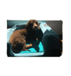家の犬猫（個別スタンプ：7）