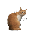 家の犬猫（個別スタンプ：8）