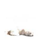 らんまるらいふ（個別スタンプ：2）
