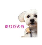 らんまるらいふ（個別スタンプ：3）