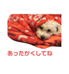 らんまるらいふ（個別スタンプ：8）