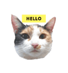 うちのねこさん  ゆず（個別スタンプ：1）