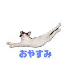 うちのねこさん  ゆず（個別スタンプ：3）
