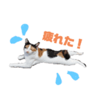 うちのねこさん  ゆず（個別スタンプ：5）