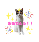 うちのねこさん  ゆず（個別スタンプ：8）