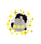 ハチワレ猫のごまちゃん♡保護猫（個別スタンプ：1）