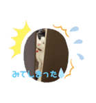ハチワレ猫のごまちゃん♡保護猫（個別スタンプ：2）